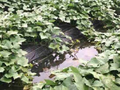 Raised Beds for Resiliency Image